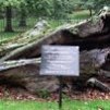 Elizabeth's Oak Tree