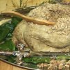 Haggis