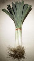Bunch of leeks