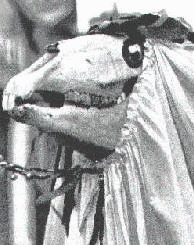 Mari Lwyd (Grey Mare) Tradition