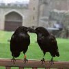 Tower Ravens