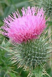Scotland's Thistle and the Battle of Largs Thistle