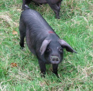 A large black pig