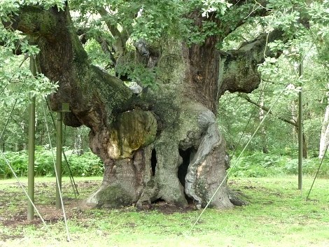 Major Oak