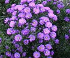 The Michaelmas Daisy