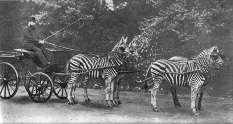Rothschild and Zebras
