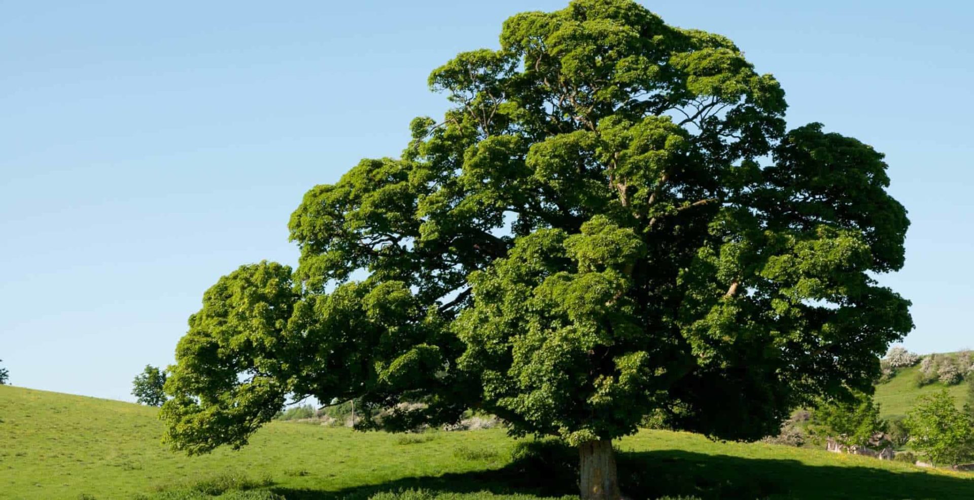 The English Oak The english oak