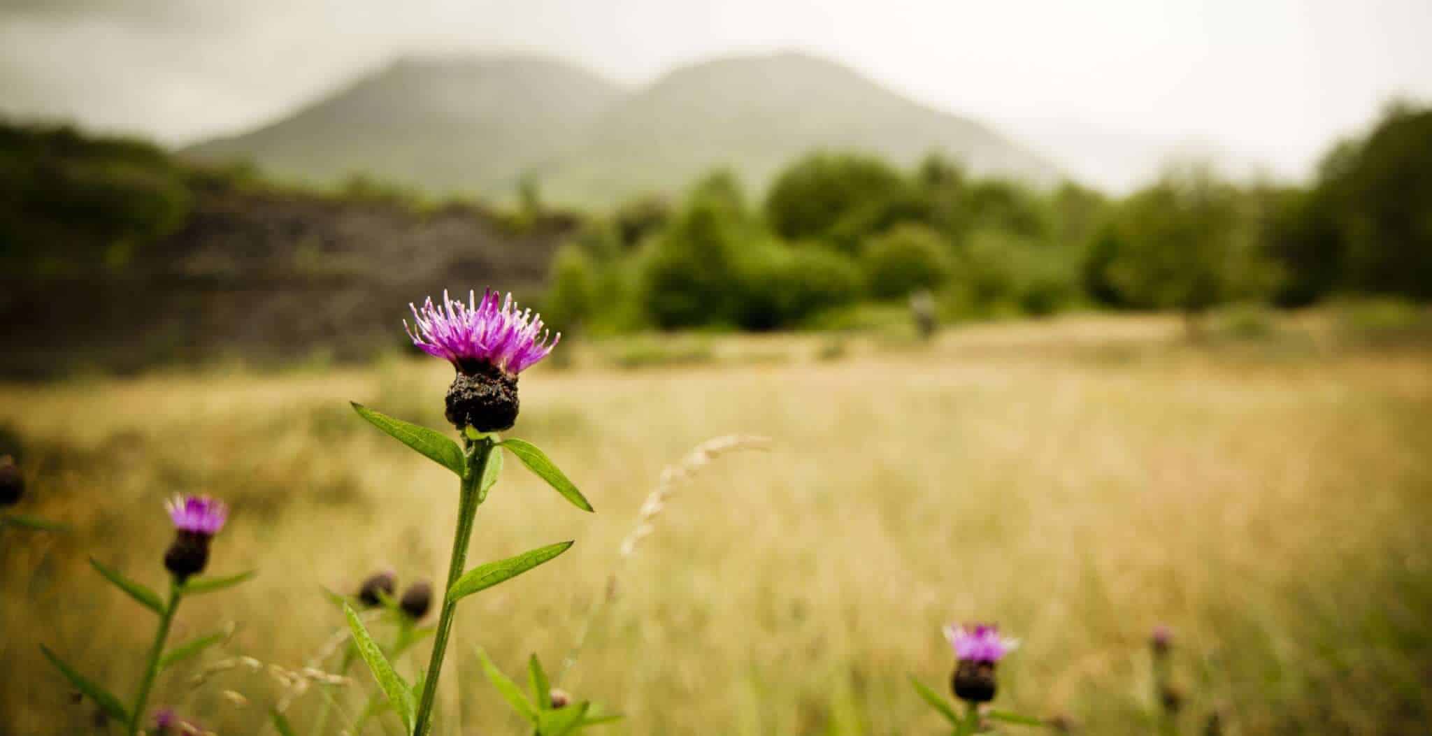 The Thistle - National Emblem of Scotland - Historic UK