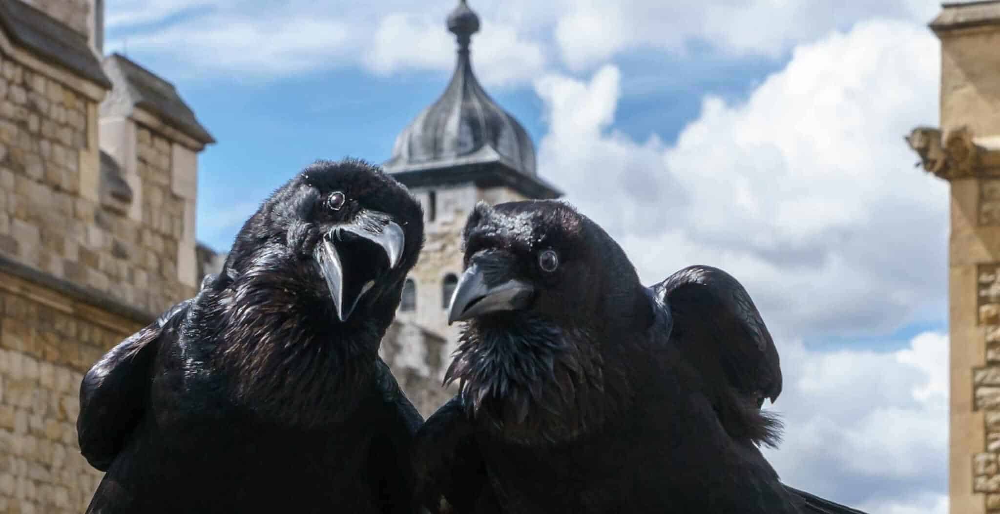 The Ravens At The Tower Of London England The Ravens At The Tower Of London England