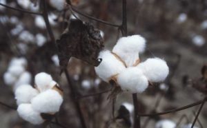 Cotton