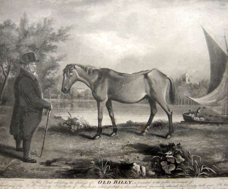 Old Billy The Barge Horse Historic UK