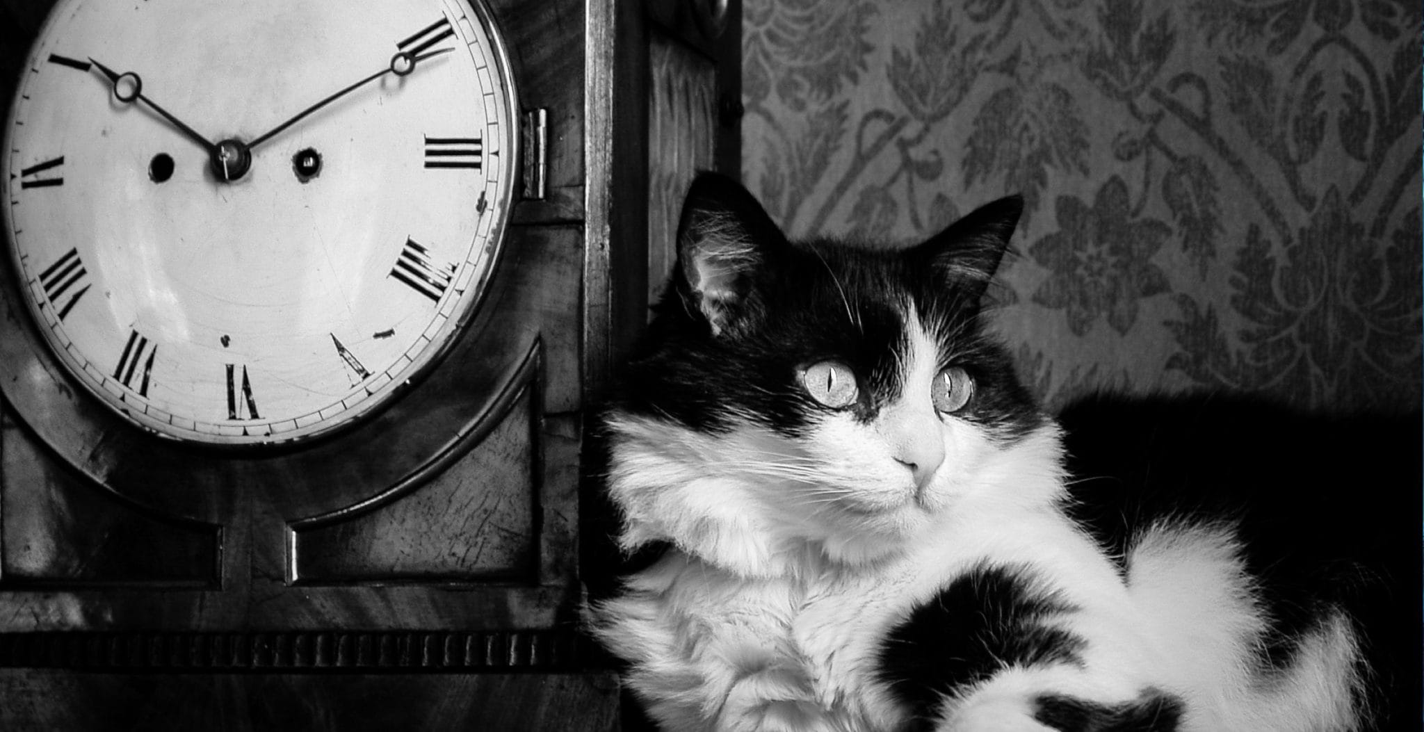 A Furricious Cat History of Britain Historic UK