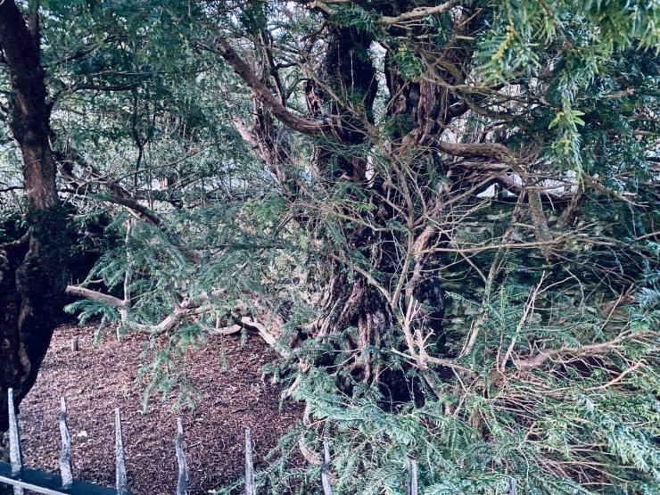 The Fortingall Yew (Picture: Chris MacEwen). HUK.