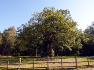 Major Oak