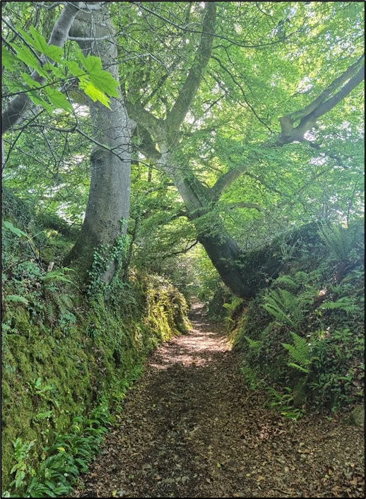 Runaway Lane as it appears today – giving a sense of how frantic a night-time flight along its narrow path would have been. Photo by Mike Edwardson.