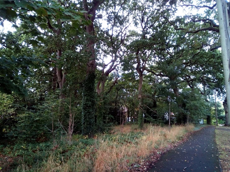 Cut Throat Coppice, Solihull (Picture: David Jones)