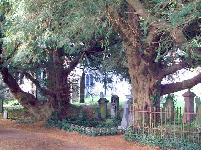 Bleeding Yew of Nevern, from geograph.org.uk. CC BY-SA 2.0. WC PD.