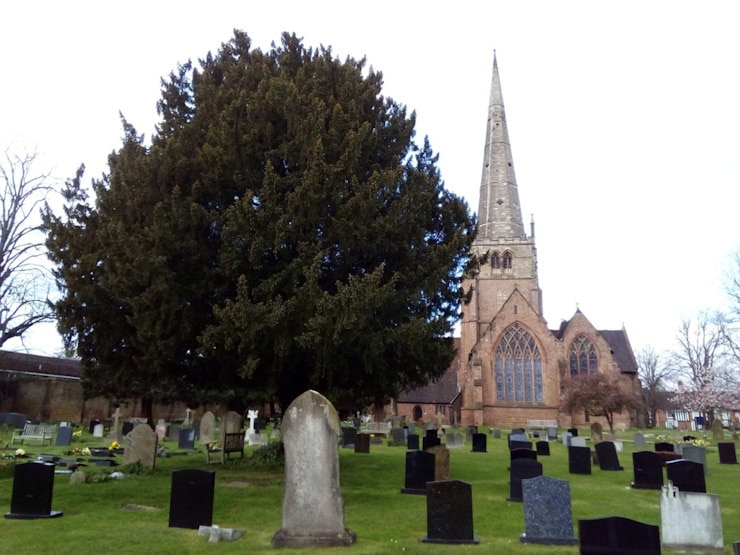 The St. Alphege Church Yew, Solihull (Picture: David Jones). Author.